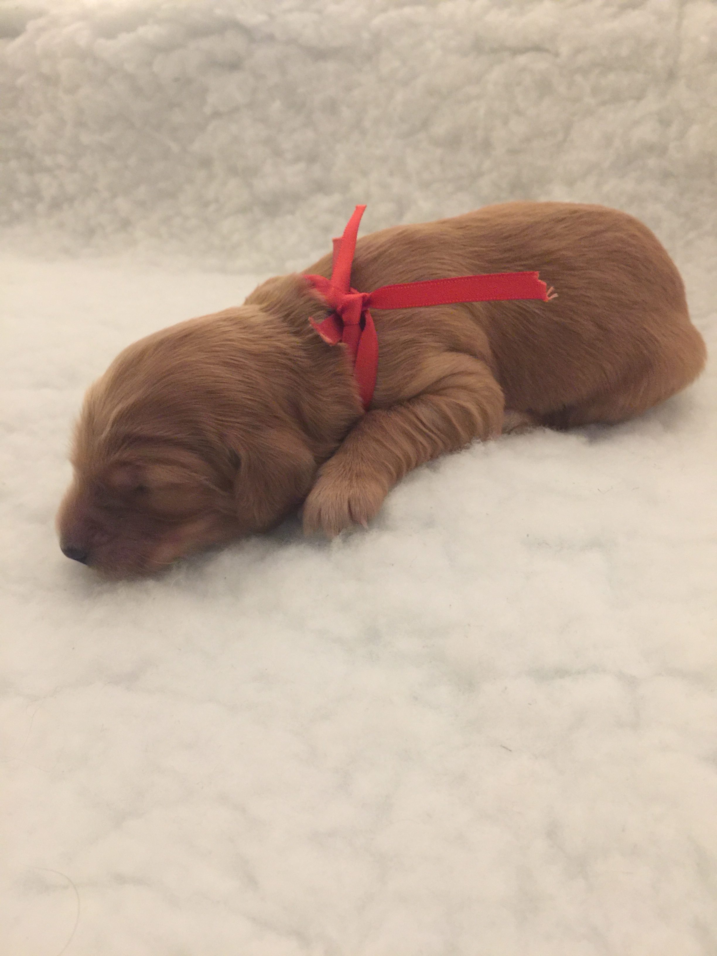 Birth Weight Doubled L A Doodles birth-weight-doubled-l-a-doodles