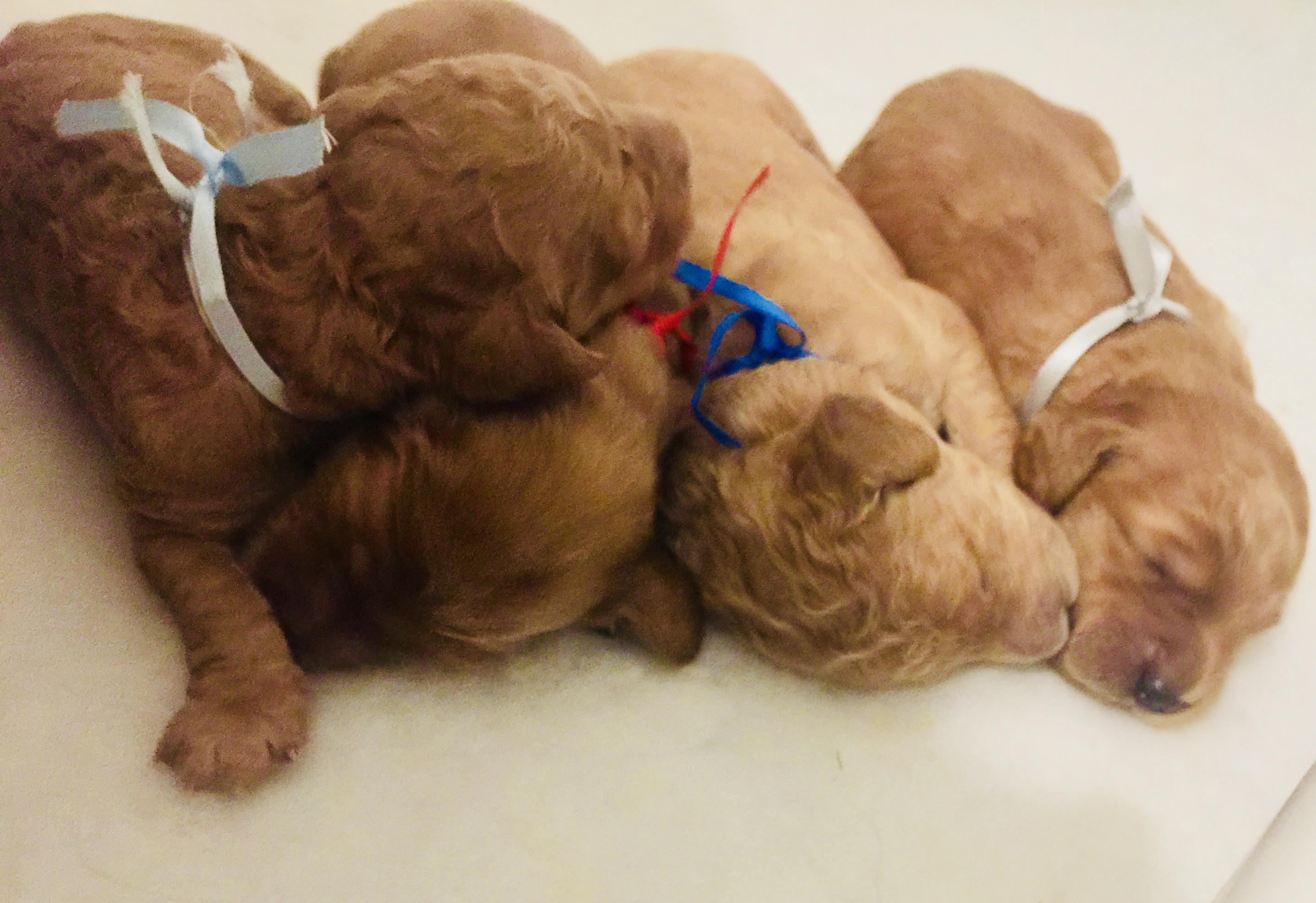 Birth Weight Doubled L A Doodles birth-weight-doubled-l-a-doodles