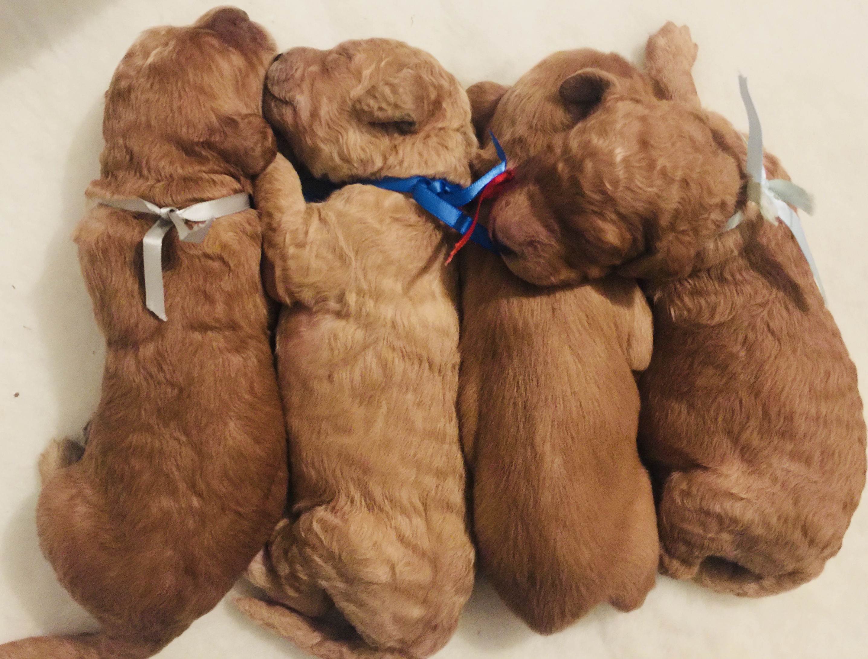 Birth Weight Doubled L A Doodles birth-weight-doubled-l-a-doodles