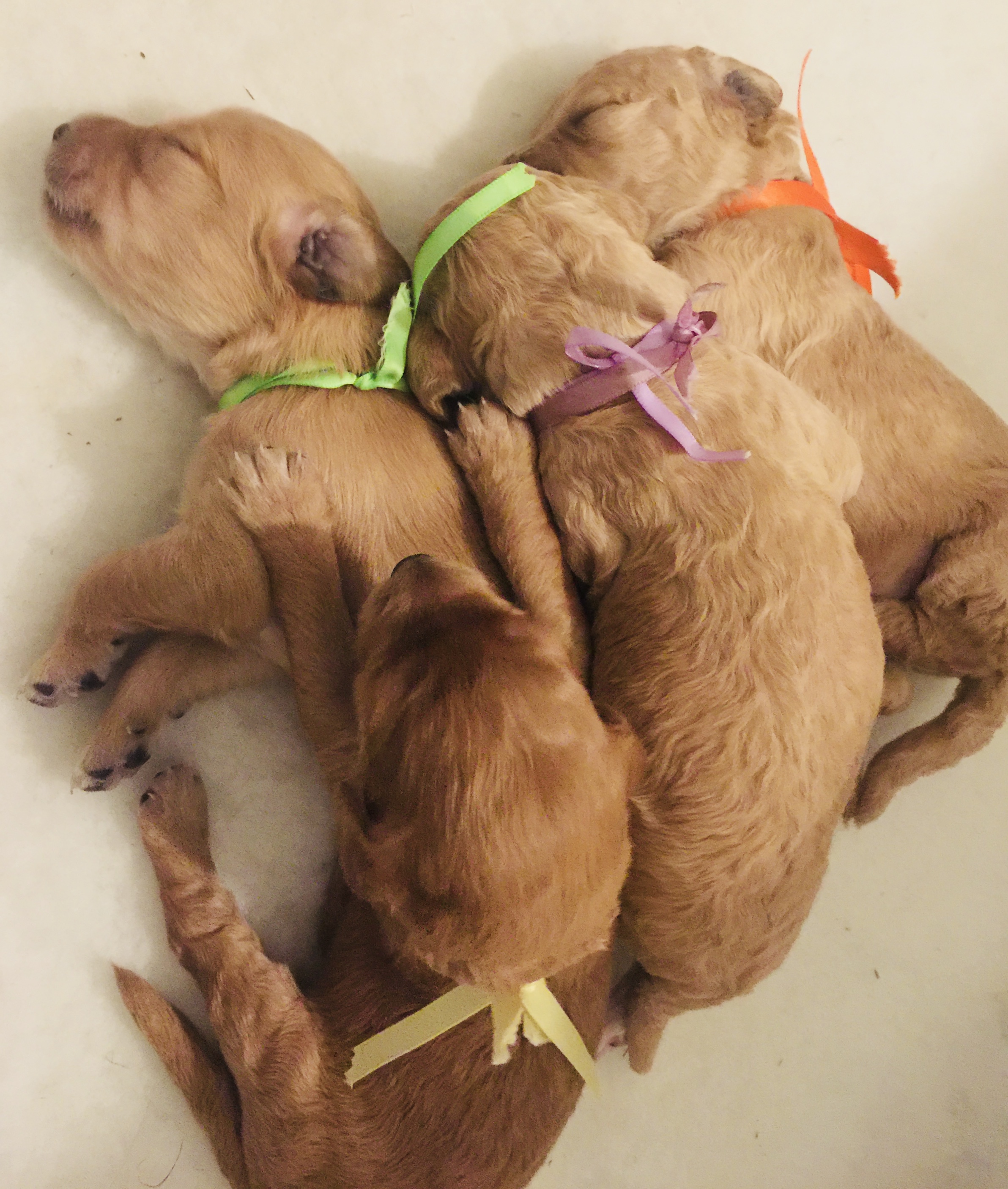 Birth Weight Doubled L A Doodles birth-weight-doubled-l-a-doodles