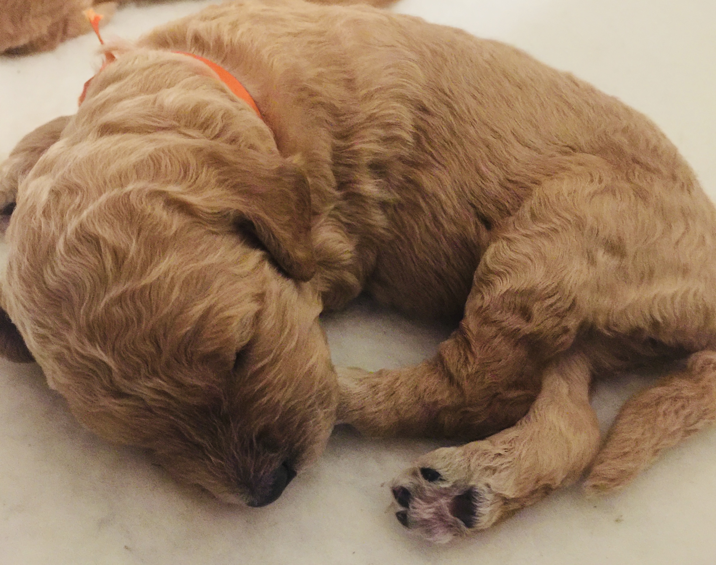 Birth Weight Doubled L A Doodles birth-weight-doubled-l-a-doodles