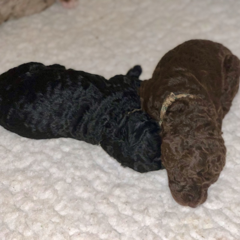 our-sweet-puppies-are-in-the-transitional-period-l-a-doodles