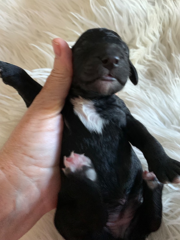 Raising a Singleton Puppy – Week One - L.A. Doodles